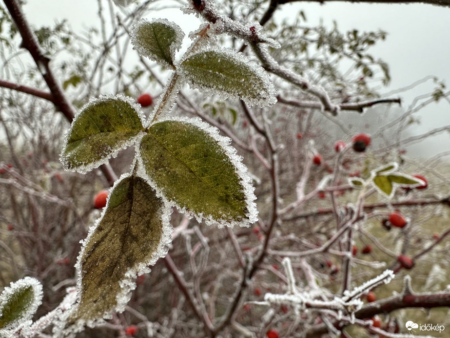December 20 Merzse
