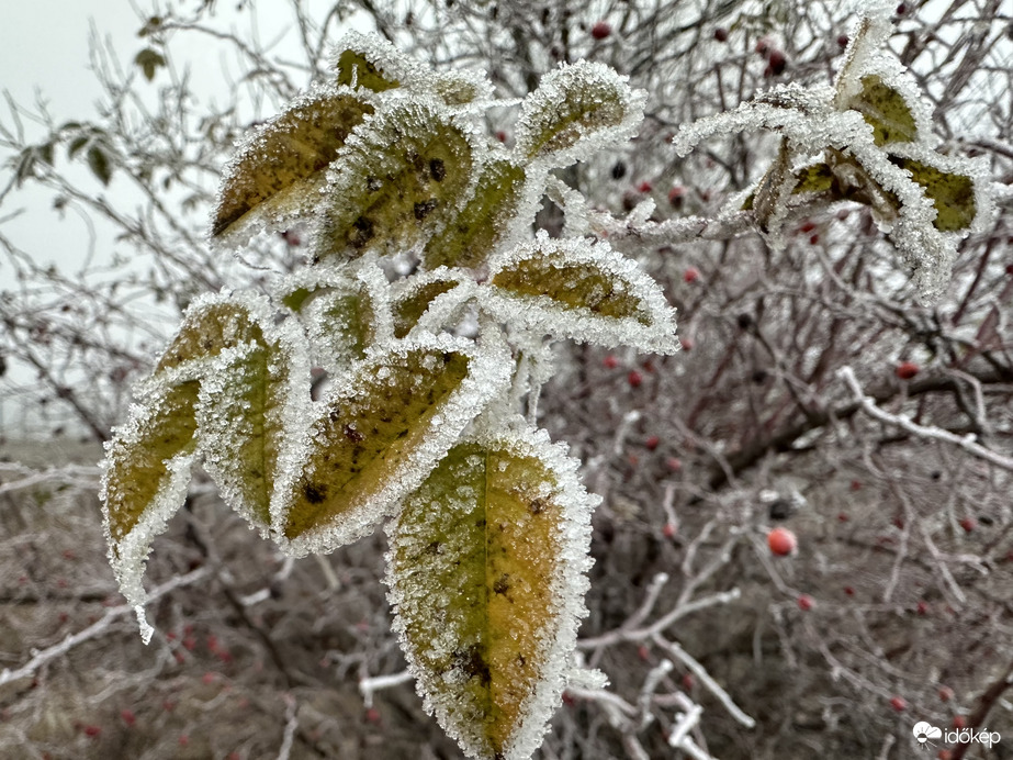 December 20 Merzse