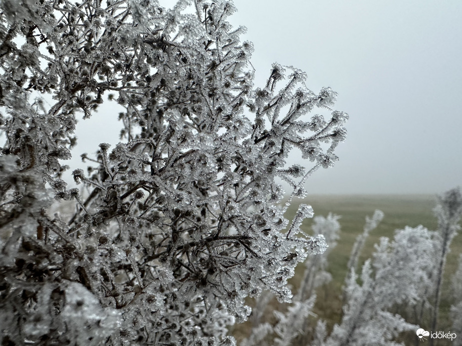 December 20 Merzse