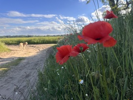 hagnes68 fotója