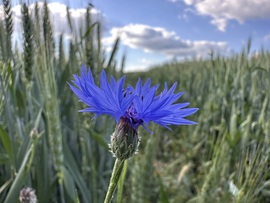 hagnes68 fotója