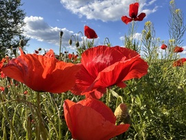 hagnes68 fotója