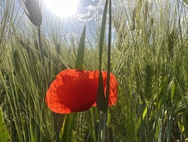 hagnes68 fotója