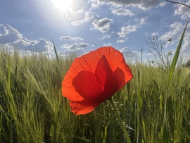 hagnes68 fotója