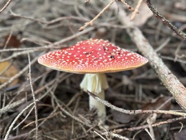 hagnes68 fotója