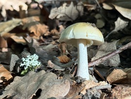 hagnes68 fotója