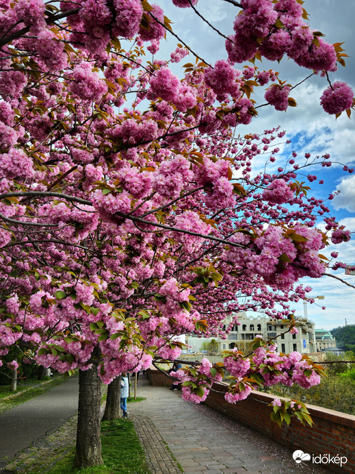 Csoda japáncseresznye 