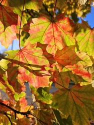 Szépséges színű ősz 