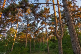 Május 31. reggelén 