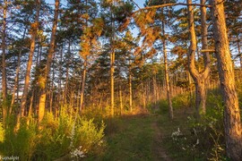 Pilisszentiván