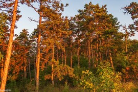 Pilisvörösvár