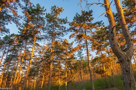 Pilisszentiván