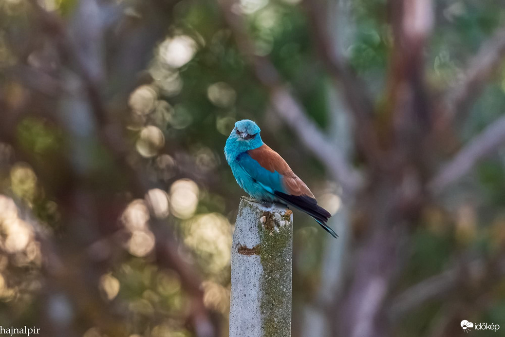 Szalakóta 