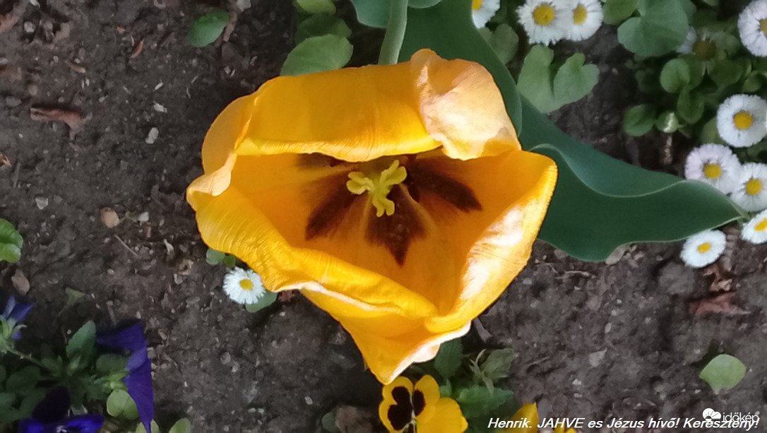 Hej tulipán tulipán 