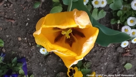 Hej tulipán tulipán 