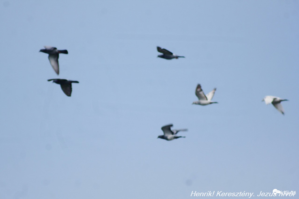 Postások reptèben.