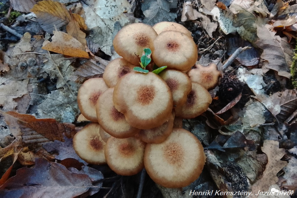 Csoportos tuskógomba