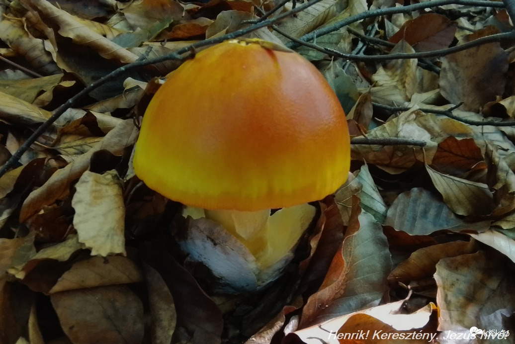 Császárgalóca. Nálunk úrigomba.