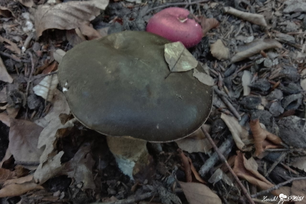 Bronzos vargánya és egy piros galamb gomba.