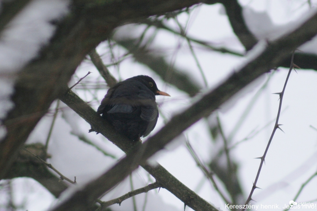 Fekete rigó a hóban