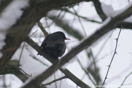 Fekete rigó a hóban