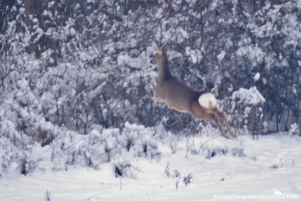 Őzike a hóban