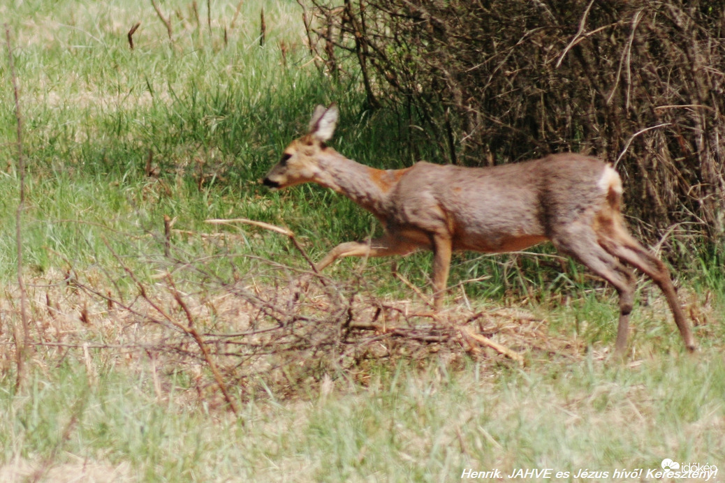 Őzsuta. Uton a vízre.