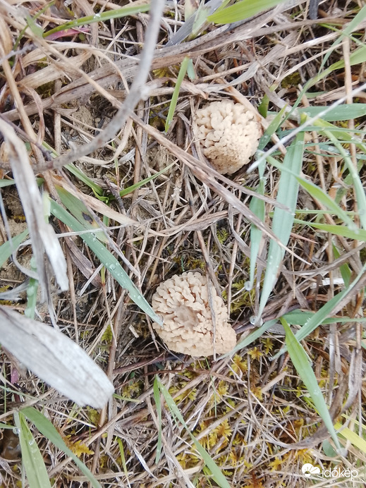 Pusztai kucsma gomba.