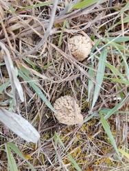Pusztai kucsma gomba.