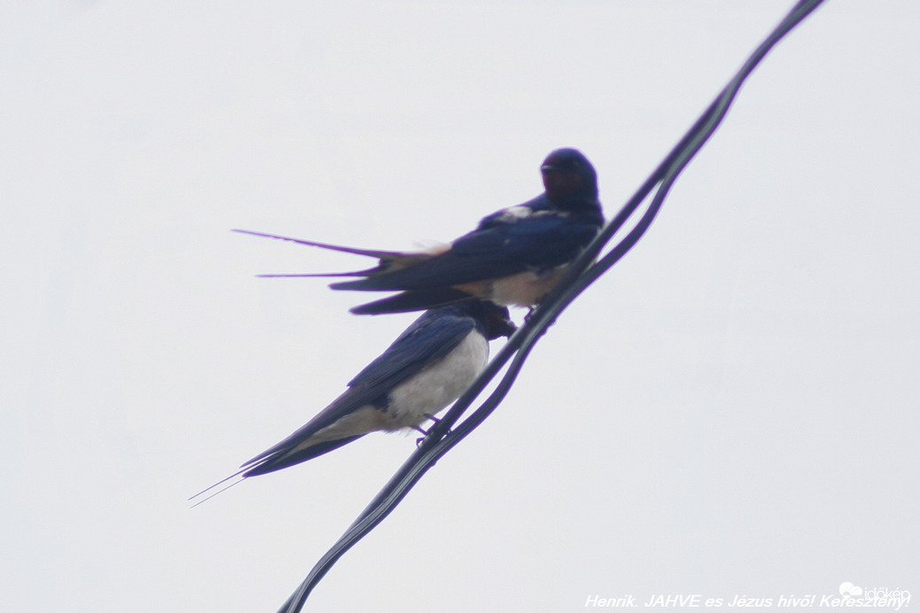 Villásfarkú fecskék.