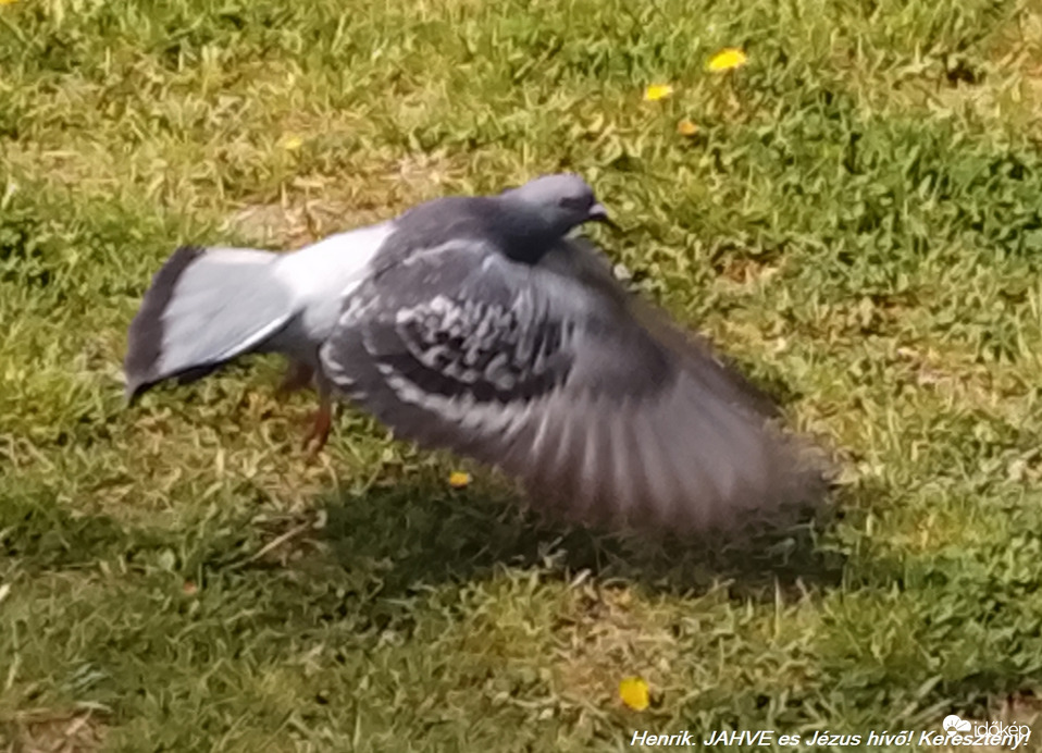 Postagalamb. Induló.