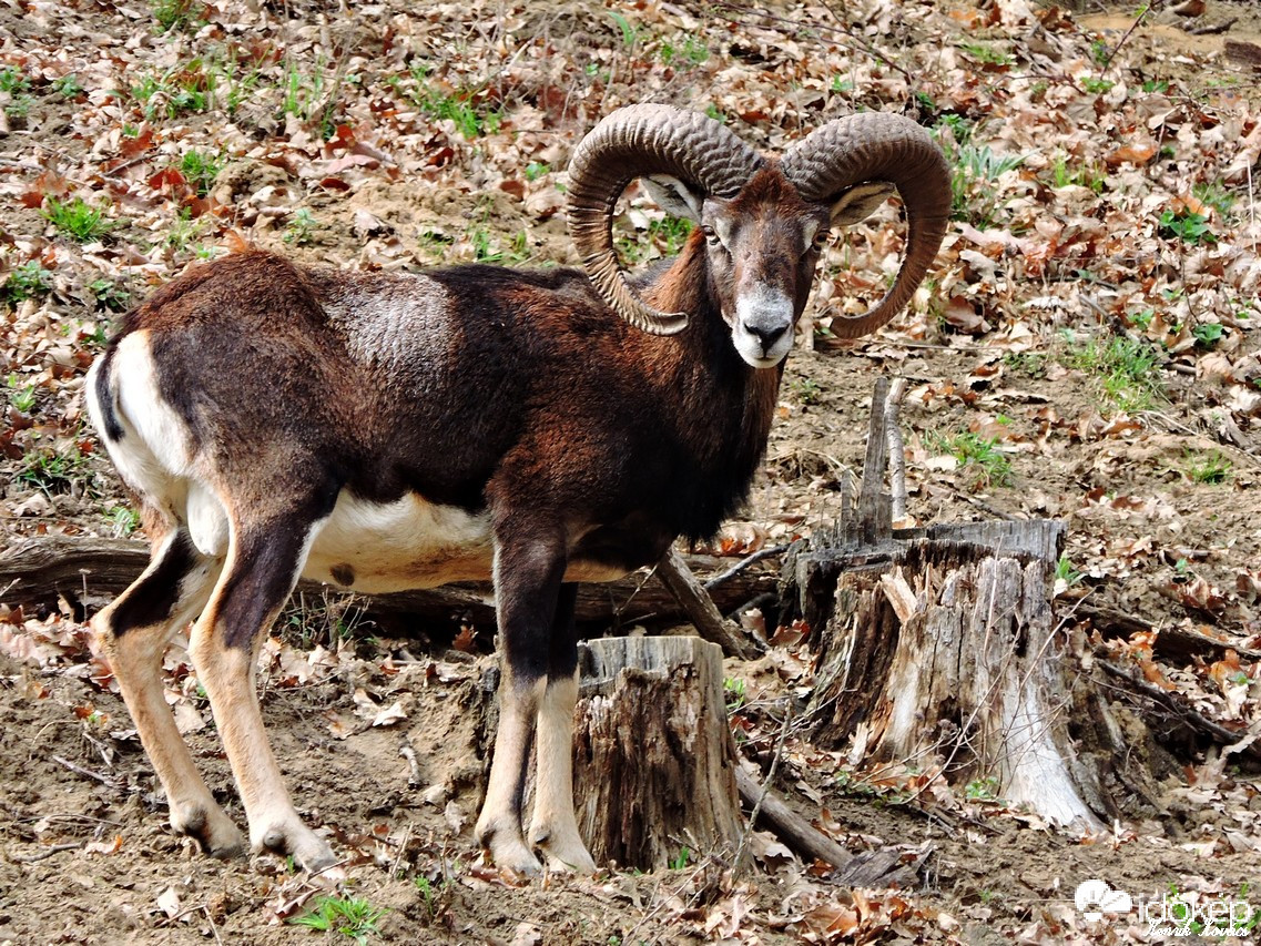 Muflon