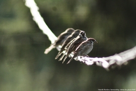 Verébsorban