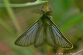 Lepke