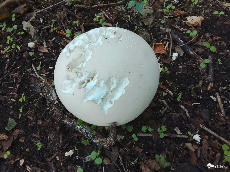 Óriáspöföteg. Úritök.