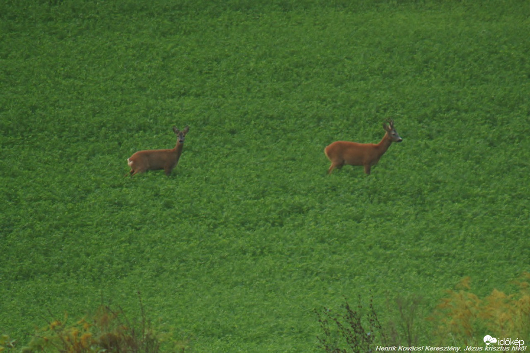 Bal őzsuta. Jobb őzbak