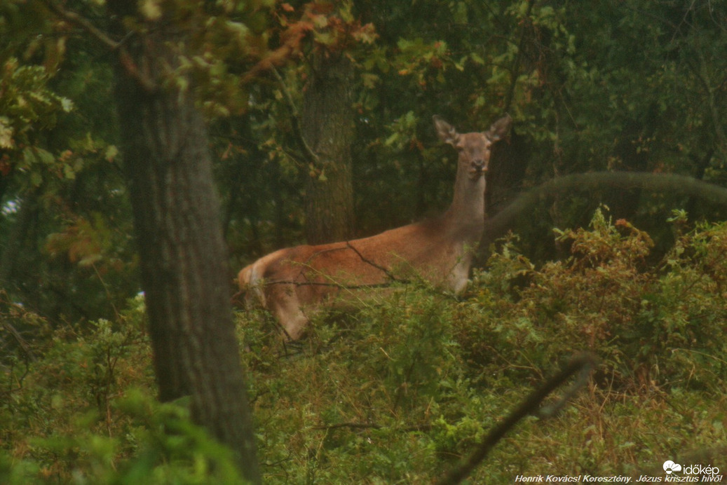 Az előző szarvasborlyú 