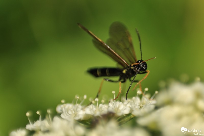 Macro