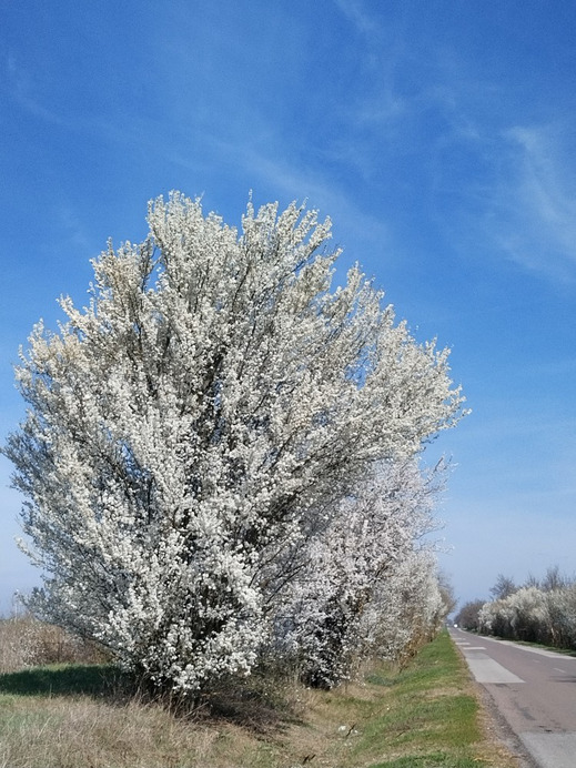 Gyomaendrőd