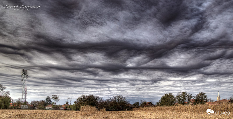 Undulatus asperatus