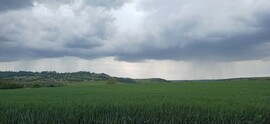 Sásd
