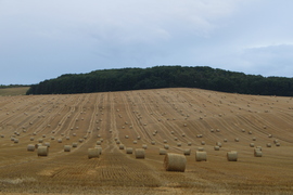 Aranyló hullámok