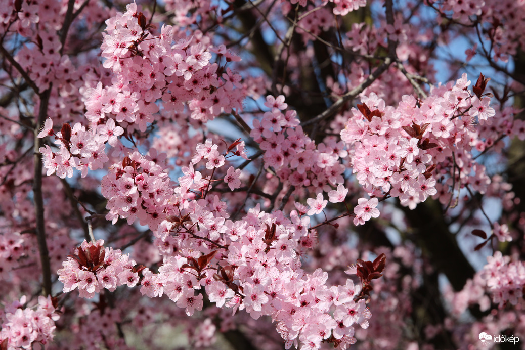 Vérszilva fa Nyírlugoson 