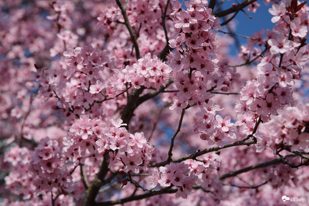 Vérszilva fa Nyírlugoson 