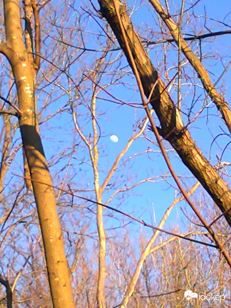 " Fennakadva a fán "