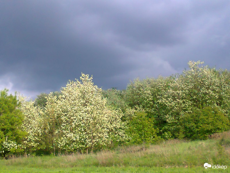 " Valamennyi vén akácfa menyasszonycsokor "