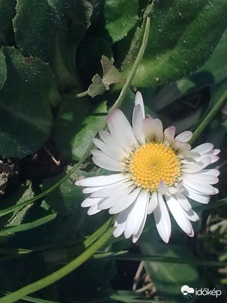 Karácsonyi virágok 1.