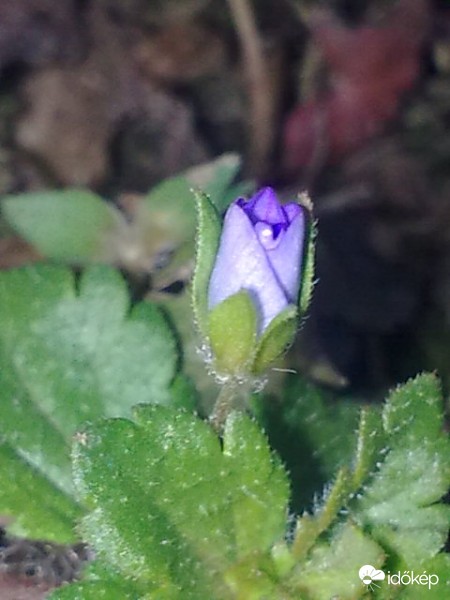 Karácsonyi virágok 3.