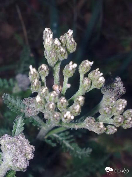 Karácsonyi virágok 4.