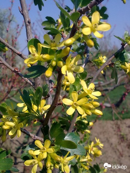 Érezni az illatát ?